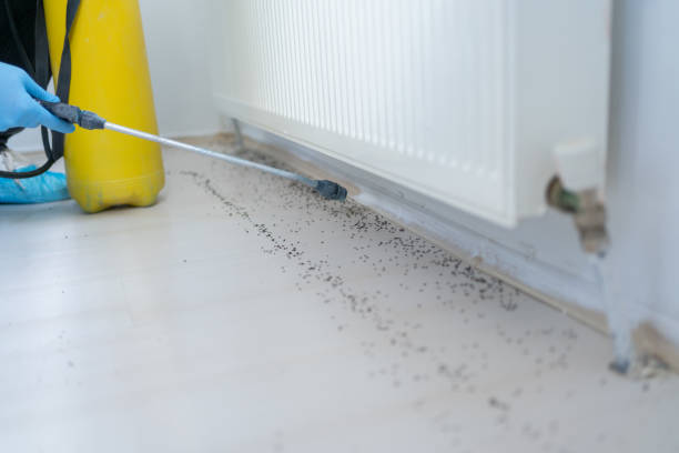 Best Mosquito Control Services  in Kent Acres, DE